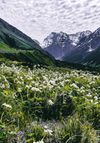 valley of flowers white